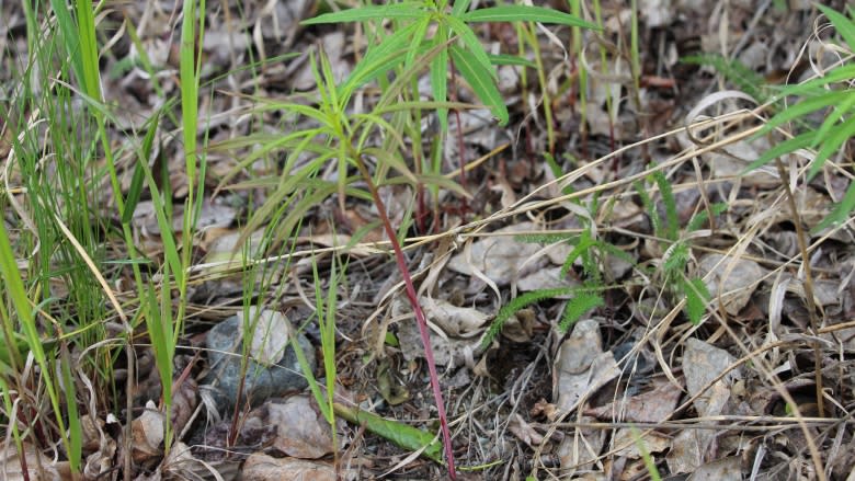 Taste of the park: Foraging for food in downtown Whitehorse