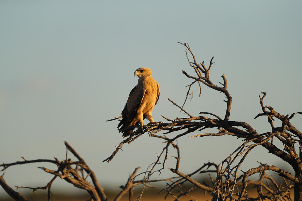 Gabar goshawk at sundown