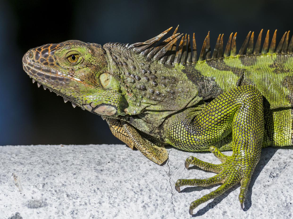 <p>An iguana in Florida</p> (APA Picturedesk Gmbh/Shutterstock)