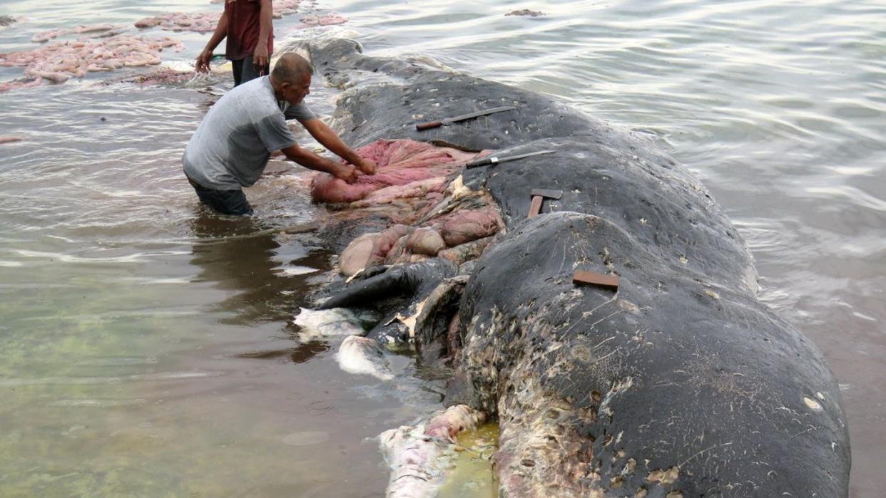 Fischer stehen auf der Insel Sulawesi in Indonesien an einem toten Wal. Foto: Kartike Sumolang/WWF-Indonesia