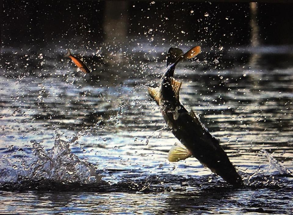 News-Journal photog (and avid angler) Dave Tucker put down the fishing gear long enough to catch this snook blasting a pod of baitfish.