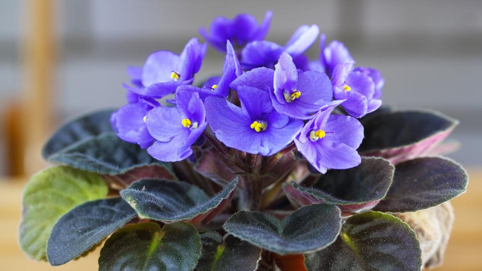 African violets