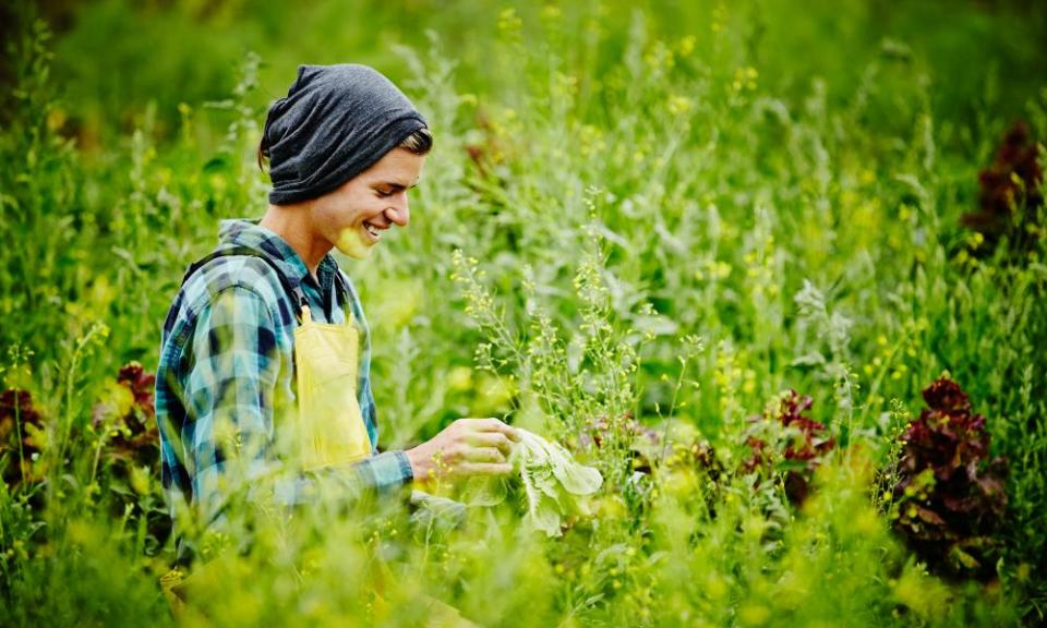 Smiling farmer in field examining head of lettuce