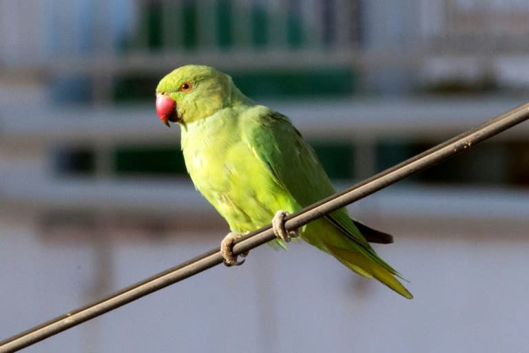 Thousands of rose-ringed parakeets, close relatives of parrots, have made their home in the Netherlands over the past five decades, and their growing presence has become a source of noisy debate