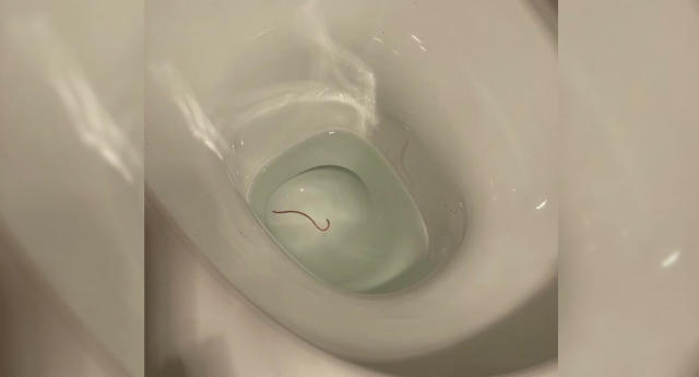 This snake found coiled inside a toilet : r/oddlyterrifying