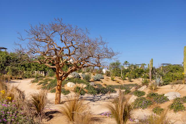 <p>Kenny Viese/Courtesy of Rancho Pescadero</p> Rancho Pescadero's endemic garden.