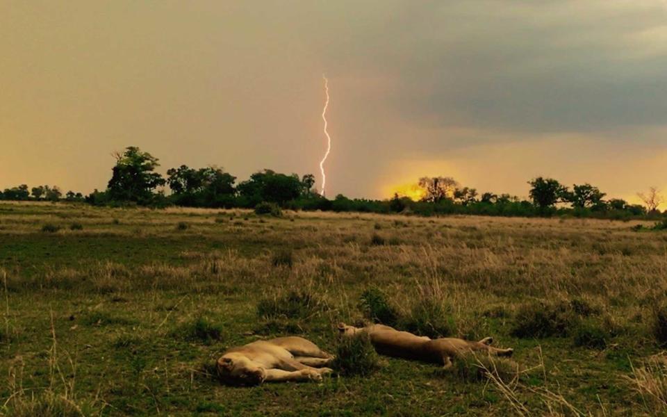 <p>Older cats, like this female pride, are unfazed by intense thunderstorms.</p>