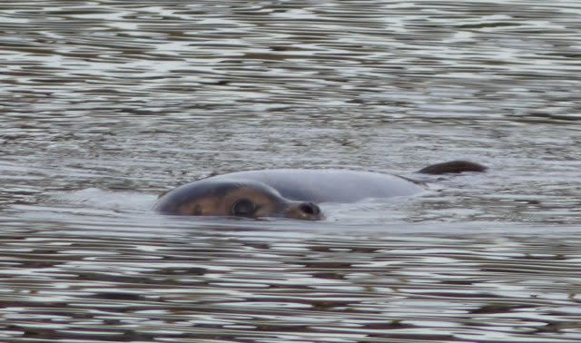 A seal swimming near the quayside in Lymington, Hampshire (Emma Duguid /PA)