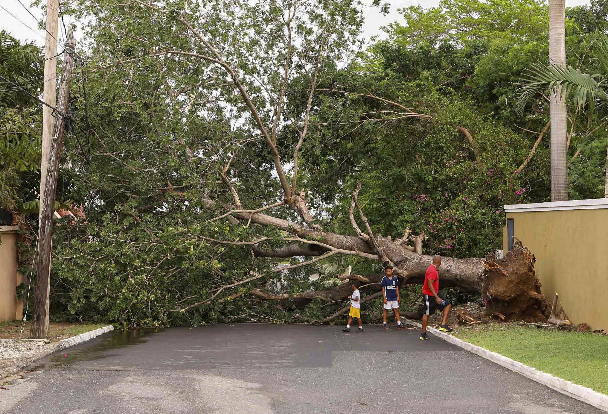 A tree felled by Hurricane Beryl blocks a street, where an adult and two kids stand, in Kingston, Jamaica, on July 4. 