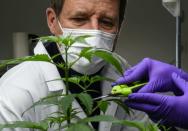 Le candidat écologiste à la présidentielle Yannick Jadot dans un laboratoire pharmaceutique spécialisé dans le cannabis thérapeutique le 8 janvier 2022 à Angers (AFP/JEAN-FRANCOIS MONIER)