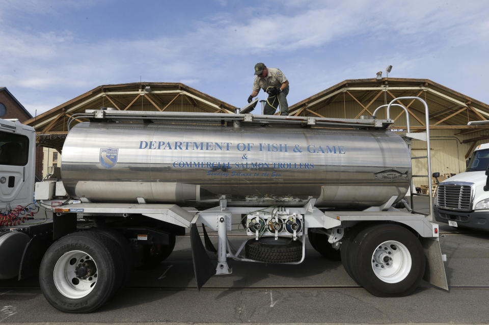 FILE - In this May 13, 2015, file photo, Rich Cain of the California Department of Fish and Wildlife, prepares a tanker truck filled with young salmon, called "smolts" to be unloaded into a floating net suspended on a barge at Mare Island, Calif. California officials will again truck millions of young salmon raised at fish hatcheries in the state's Central Valley agricultural region to the Pacific Ocean because projected river conditions show that the waterways the fish use to travel downstream will be historically low and warm due to increasing drought. (AP Photo/Rich Pedroncelli, File)