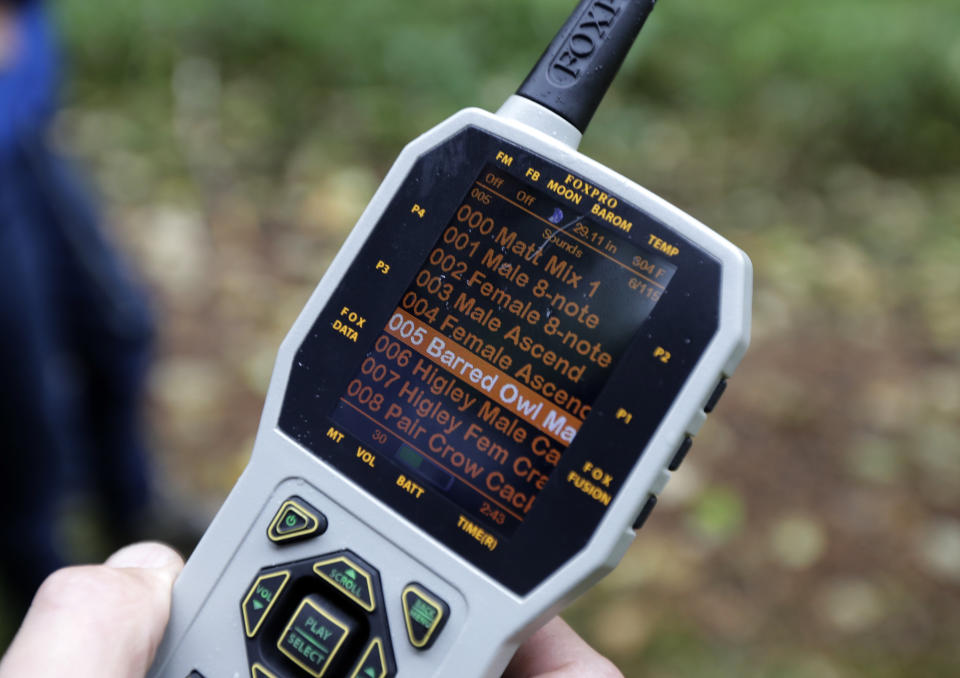 In this Oct. 23, 2018 photo, Dave Wiens, a biologist who works for the U.S. Geological Survey, stands in a forest near Corvallis, Ore., as he uses a remote control to trigger a digital bird calling device intended to attract barred owls to be culled. Barred owls can’t stand intruders in their territory so they will swoop in to chase another owl out. Sometimes, they attack. (AP Photo/Ted S. Warren)