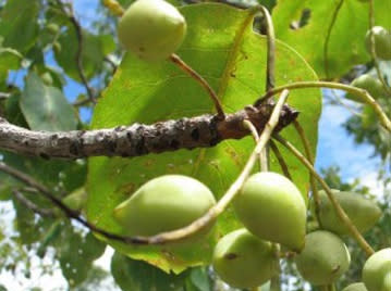 （圖片來源：Australian Native Food and Botanicals提供）