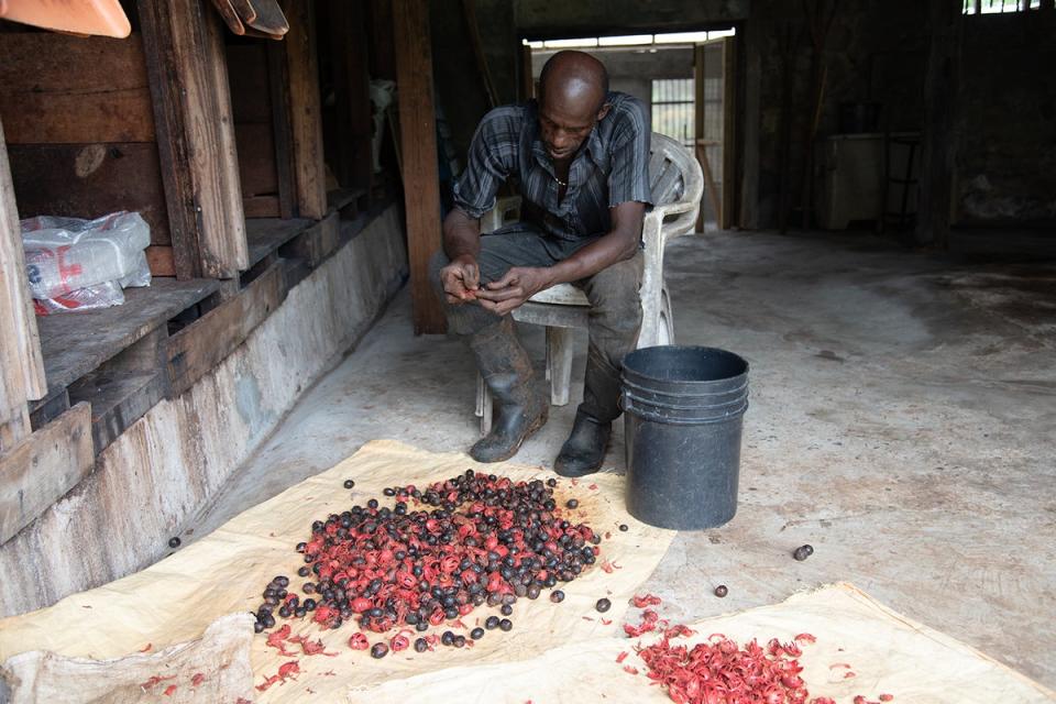 Man sorts nutmeg at L’Esterre Estate (Radhika Aligh)