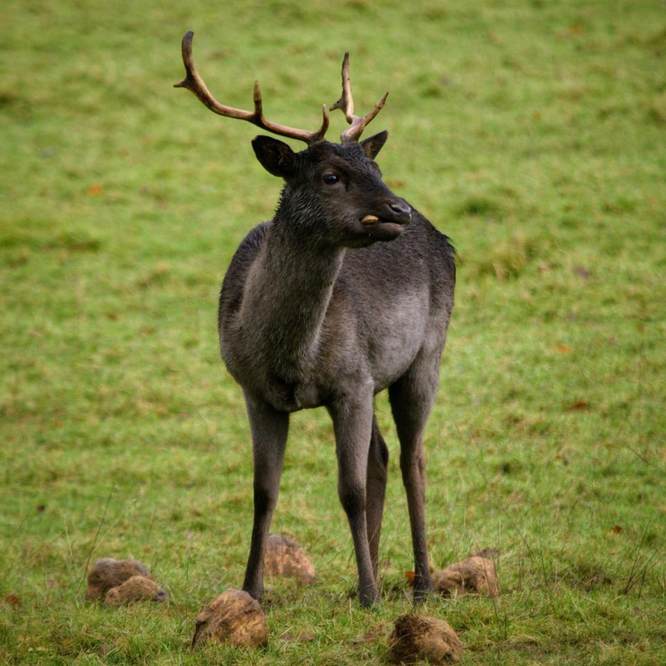 The hundred-acre deer park is roamed by more than a hundred fallow deer - getty