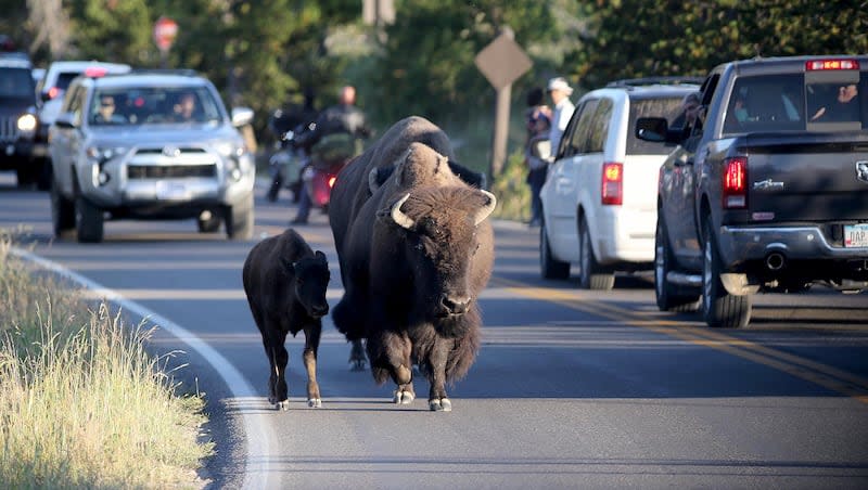 A bison and a calf trot down a road in Yellowstone National Park on Aug. 6, 2018.