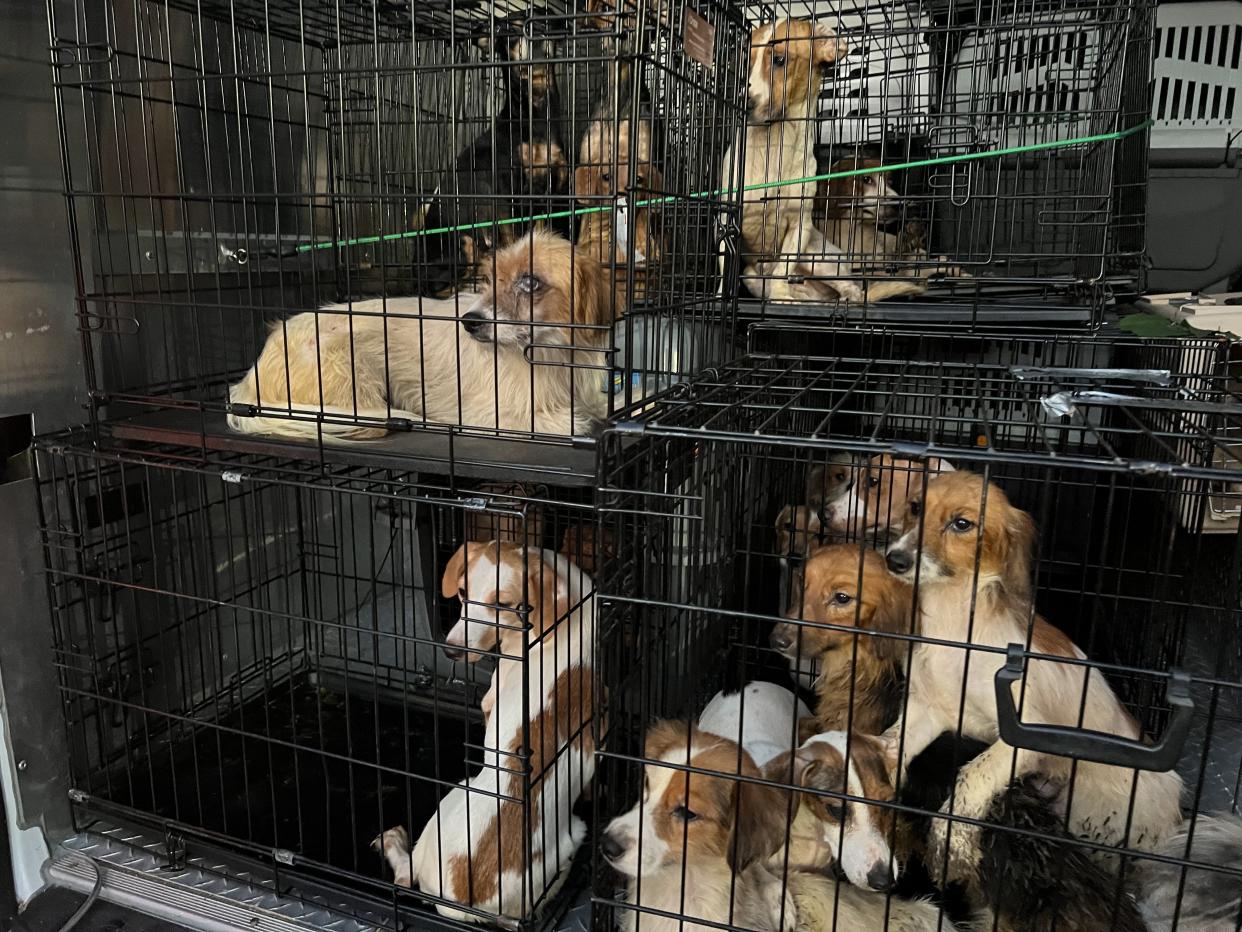 Over 170 dogs and 27 other animals were rescued by Pennsylvania SPCA from Effort home in Monroe County on July 14, 2023.