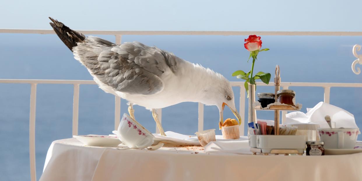 A seagull stealing a muffin