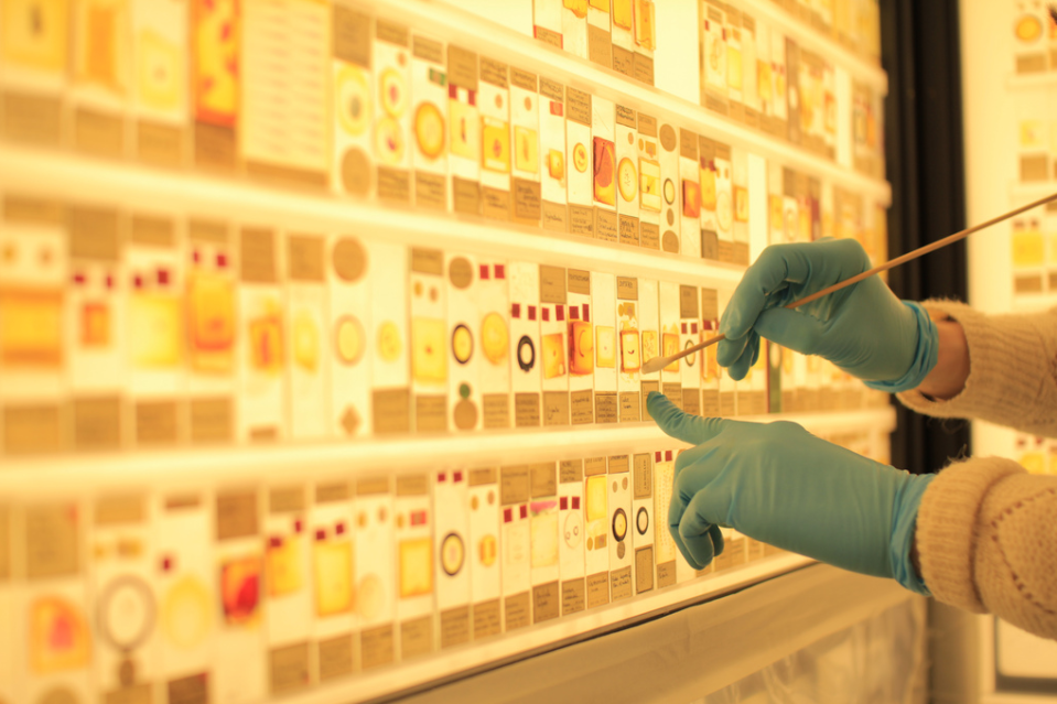 A curator cleans slides at the newly opened Micrarium. <a href="http://www.ucl.ac.uk/museums/zoology" rel="nofollow noopener" target="_blank" data-ylk="slk:(Courtesy of Robert Eagle, Grant Museum of ZoologyUCL;elm:context_link;itc:0;sec:content-canvas" class="link ">(Courtesy of Robert Eagle, Grant Museum of ZoologyUCL</a>