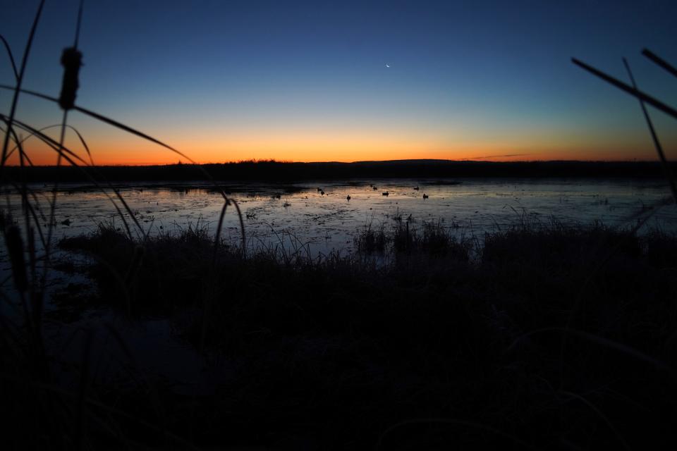 The eastern horizon brightens at dawn as seen from a cattail blind during an Armistice Day duck hunt at Horicon Marsh State Wildlife Area in Horicon.