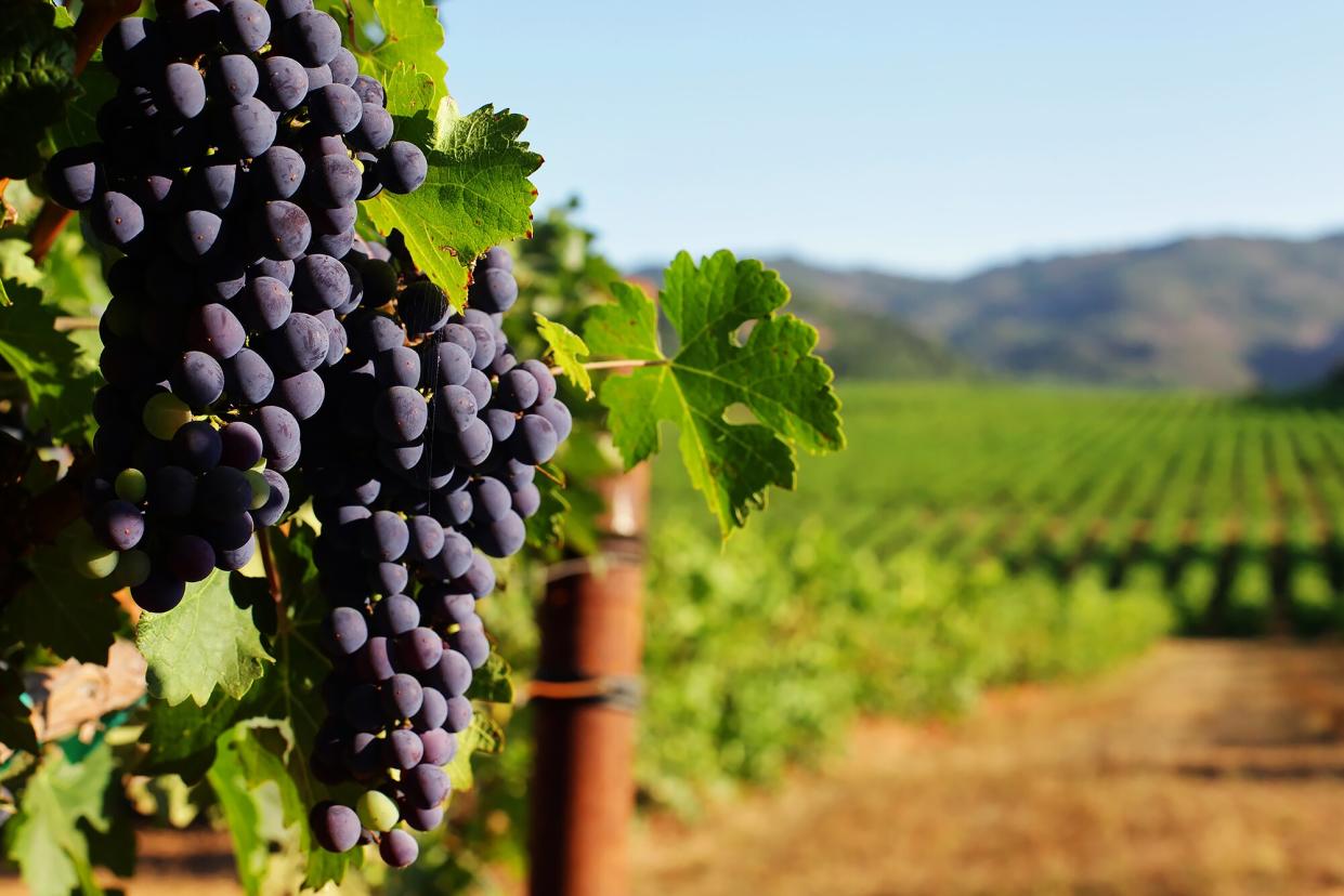 Wine grapes in a California vineyard