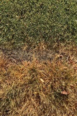 A side-by-side comparison of Kentucky Bluegrass and Hybrid Bermudagrass in BYU test plots. (credit: Bryan Hopkins)