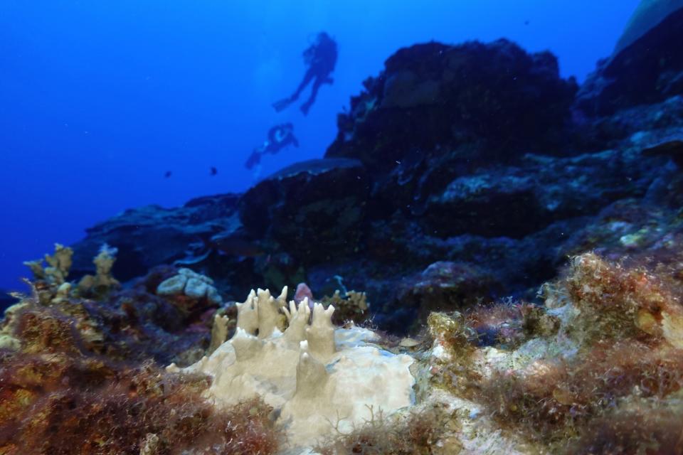 FILE - Bleached coral is visible at the Flower Garden Banks National Marine Sanctuary, off the coast of Galveston, Texas, in the Gulf of Mexico, Sept. 16, 2023. The world is in danger of hitting the point of no return for five of Earth’s natural systems because of human-caused climate change, a team of scientists said on Wednesday, Dec. 6, on the sidelines of the United Nations’ climate summit. (AP Photo/LM Otero, File)
