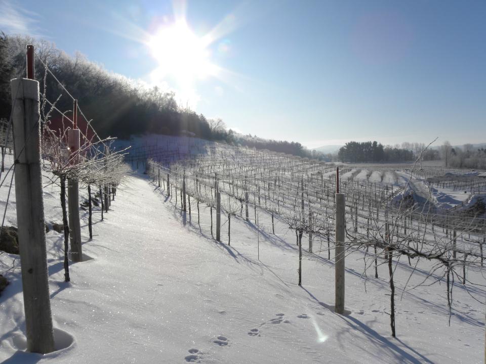Grape vines at Wollersheim Winery and Distillery sit dormant amid a coating a winter snow.