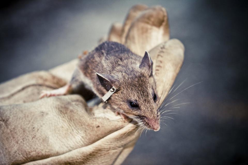 Mouse with clipped ear, leaning over the edge of a gloved hand