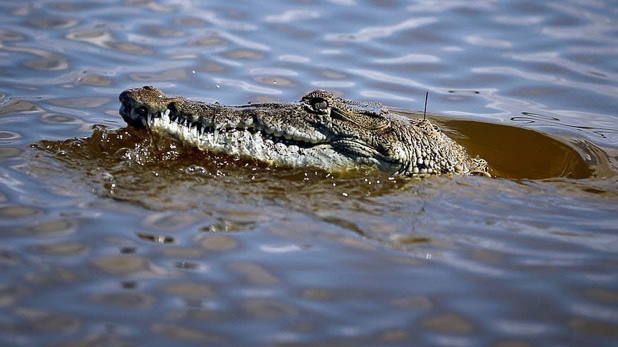 FILE PHOTO: Florida wildlife officials removed an unwanted visitor from a home Tuesday -- a 12-foot crocodile.