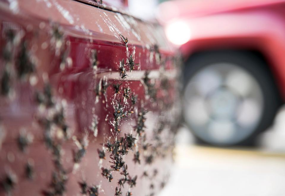 Love bugs are smashed on the front bumper of a minivan in downtown Fort Myers. There are a few more weeks in the spring love bug mating season.