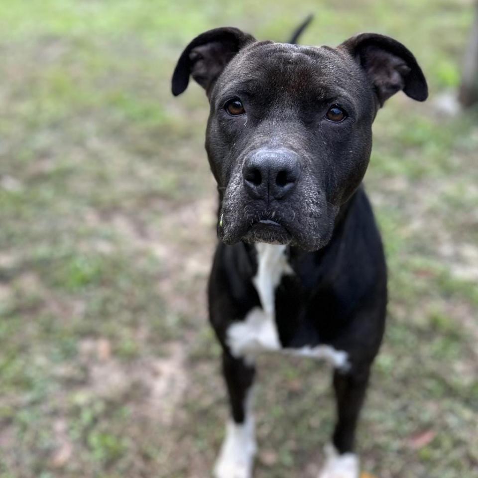 Royalty is a 4-year-old Labrador retriever mix who loves pets, scratches, walks and playtime. She's smart, walks well on a leash and gets along with other dogs.