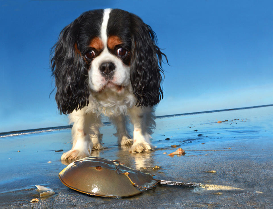 <p>Lucky, King Charles spaniel, Kiawah Island, S.C. (Photograph by Lara Jo Regan) </p>