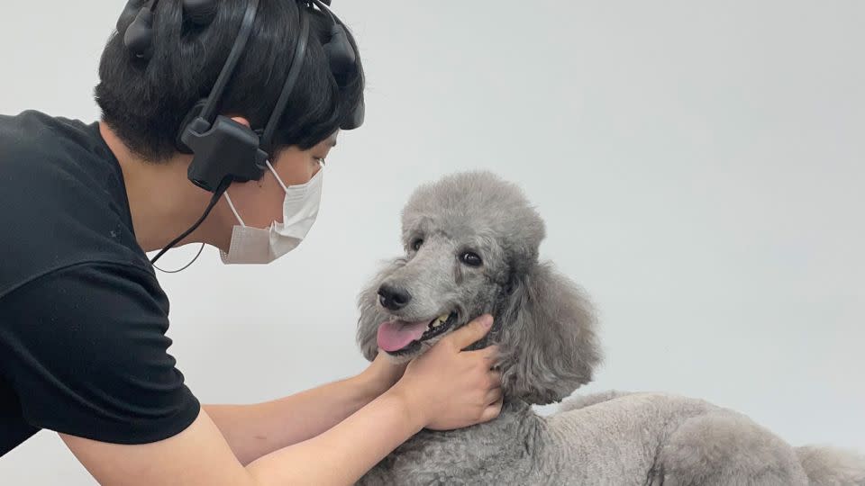 A study participant cares for the poodle involved in the research.  - EurekAlert/PLoS One Journal/Konk