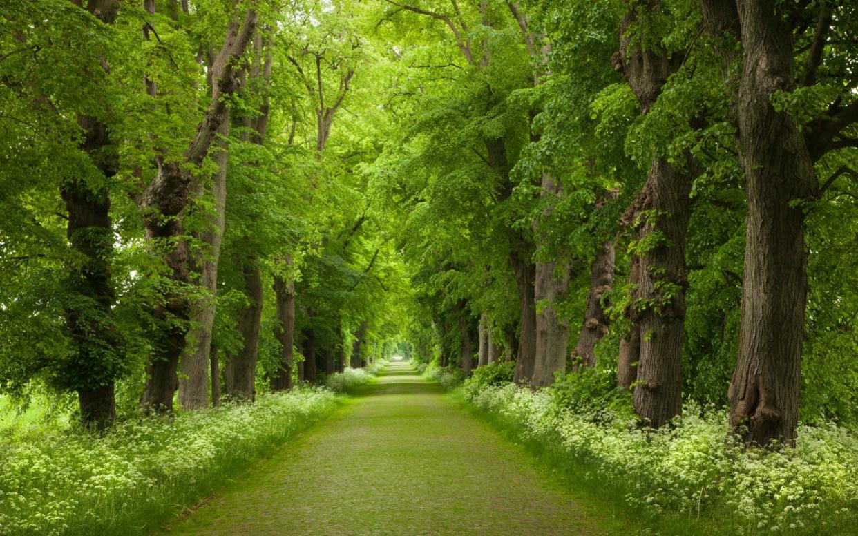 Lime trees are said to entice bees and leave them feeling dopey - www.alamy.com