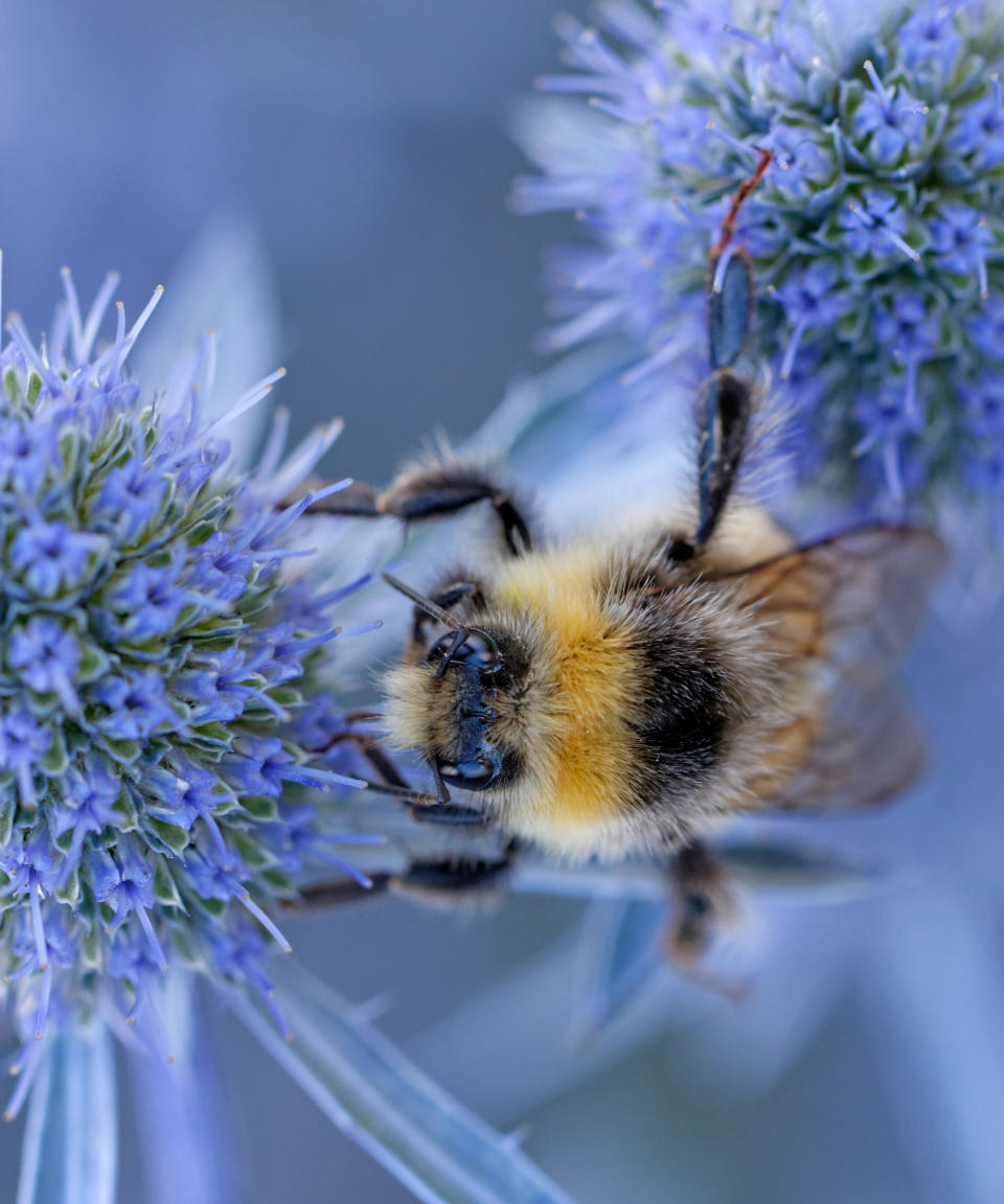 sea holly Blaukappe in bloom with bee gathering nectar