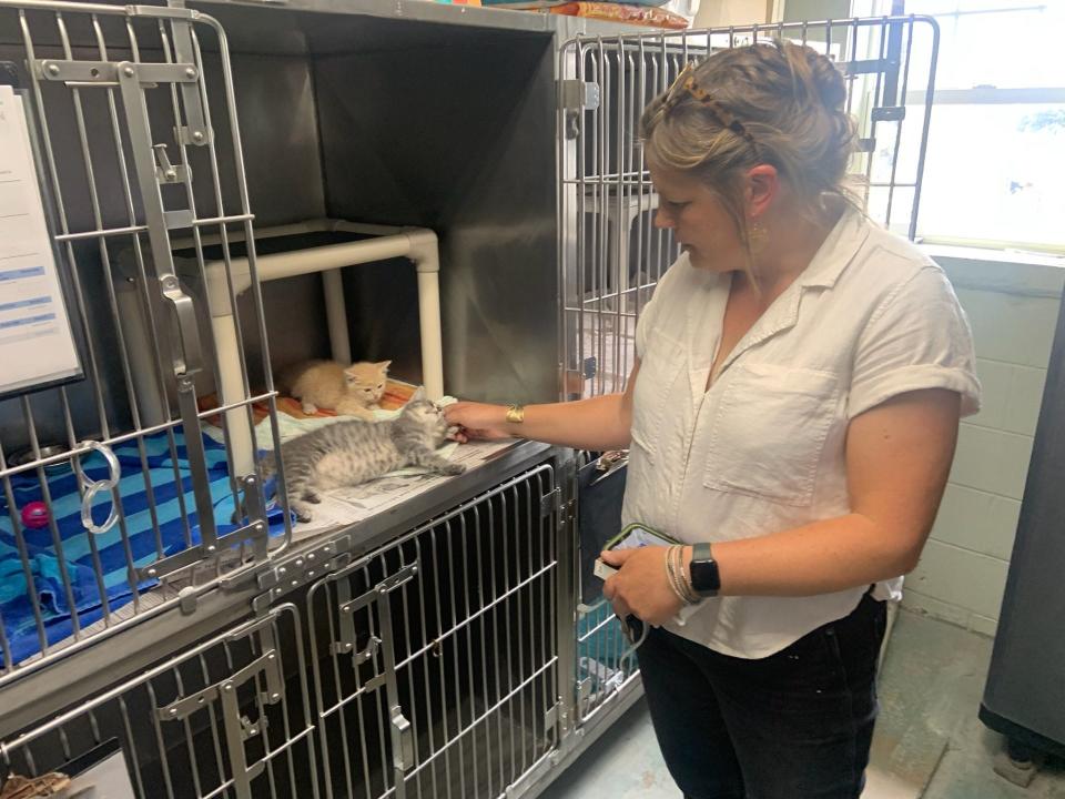 Madison County Animal Services Interim Director Pia Cash pets Zilly and Zuko, two 6-week-old kittens currently being cared for at the shelter.