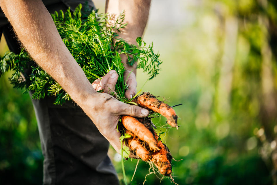 Someone holding fresh carrots