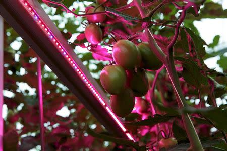 High tech lights are used to stimulate the growth of tomatoes in a greenhouse in Someren, near Eindhoven, the Netherlands, May 28, 2015. REUTERS/Michael Kooren