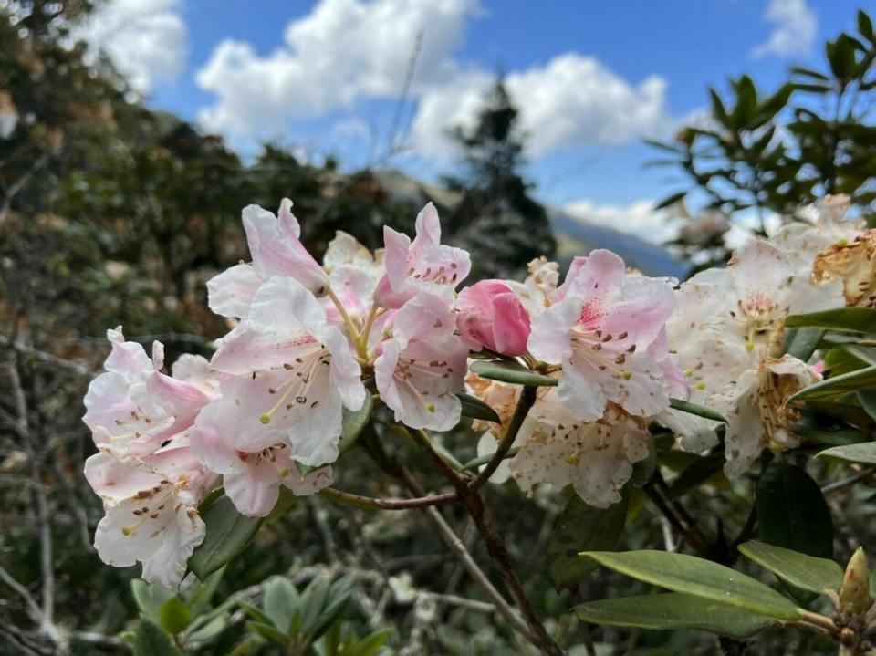 今年的花季即將於4月13日登場，合歡山擁有台灣高海拔特有種杜鵑。   圖：翻攝自公路局公路人臉書