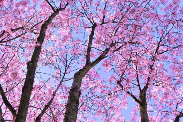 An athletic woman stretches legs under a cherry blossom tree in a park  Stock Photo - Alamy