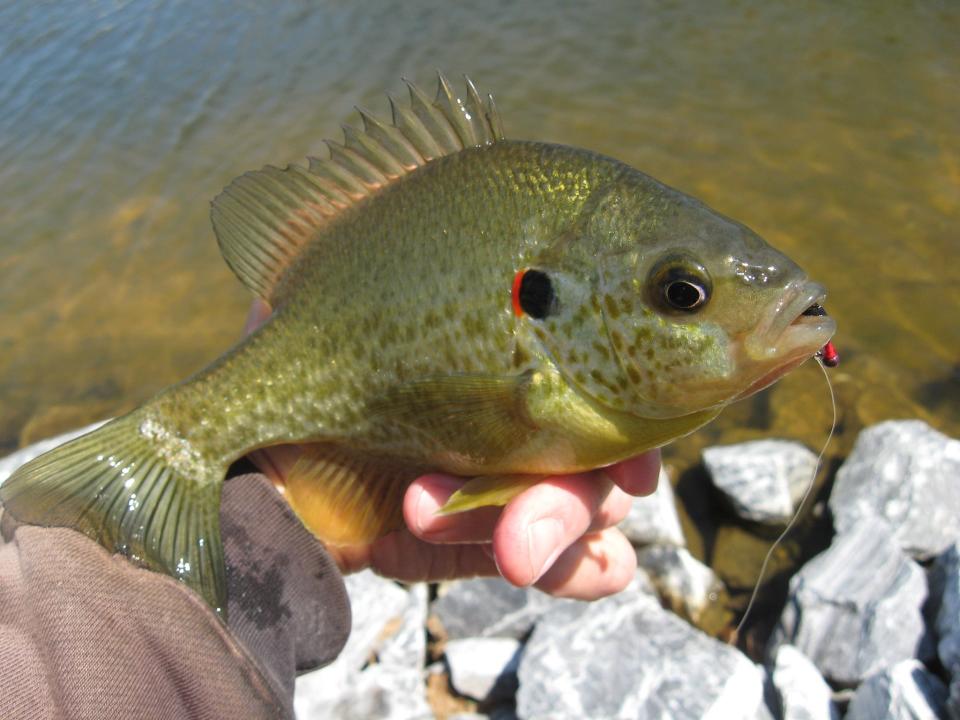 sunfish vs bluegill redear