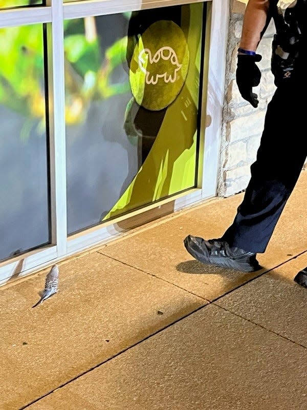 A bird sits on pavement outside a Hilliard Petland after a man freed animals during a burglary Tuesday morning.