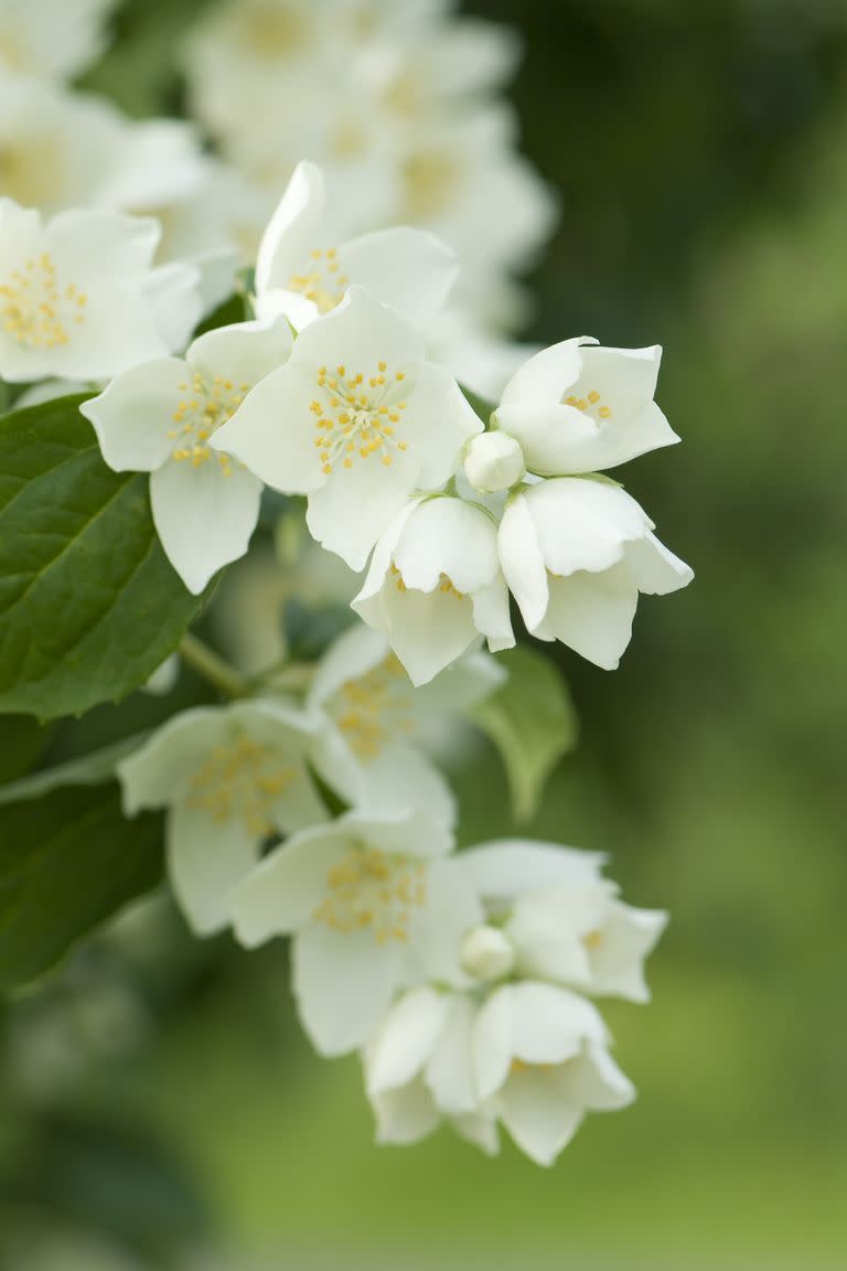 flower meanings, white jasmine 