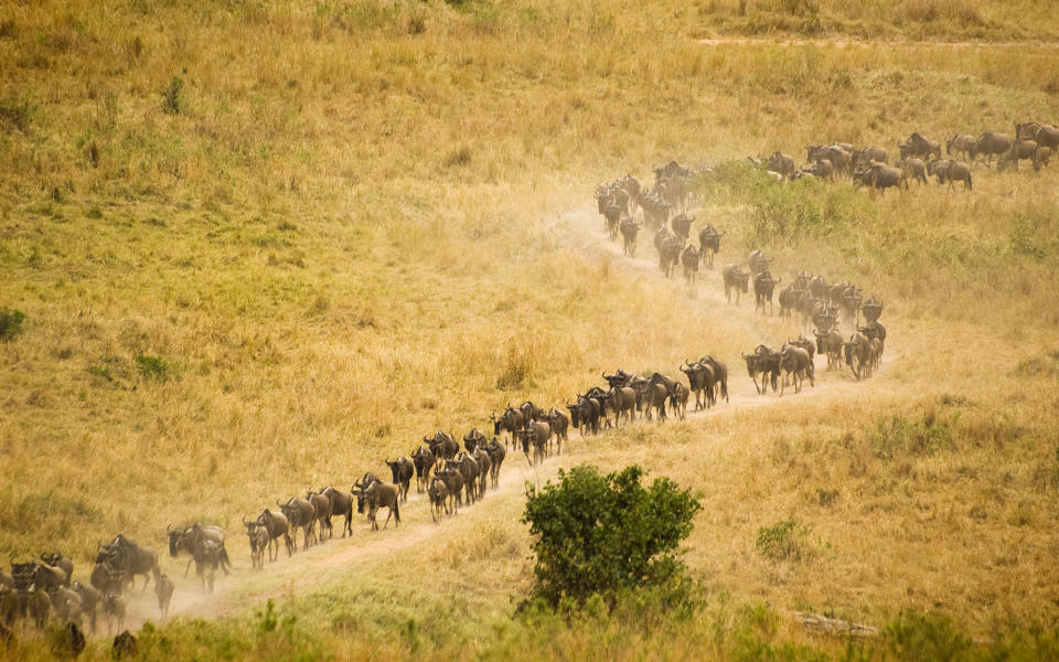 <p>The sprawling natural landscapes and sheer abundance of wildlife keep Kenya high on Africa’s safari docket. August in Kenya, which is dry and cool, signals the start of the great migration—considered the eighth natural wonder of the world. Here, herds of wildebeest and zebra depart the Serengeti for Kenya’s <a rel="nofollow noopener" href="http://www.travelandleisure.com/articles/angama-mara-safari-lodge-kenya" target="_blank" data-ylk="slk:Mara;elm:context_link;itc:0;sec:content-canvas" class="link ">Mara</a> region, where wildlife spotting is at its very best. Enjoy an <em>Out of Africa</em> moment at <a rel="nofollow noopener" href="http://www.travelandleisure.com/slideshows/it-list-the-best-new-hotels/" target="_blank" data-ylk="slk:Angama Mara;elm:context_link;itc:0;sec:content-canvas" class="link ">Angama Mara</a>, a 30-suite lodge on a Great Rift Valley escarpment where the movie was filmed, as you watch the herds move across the plains.</p>