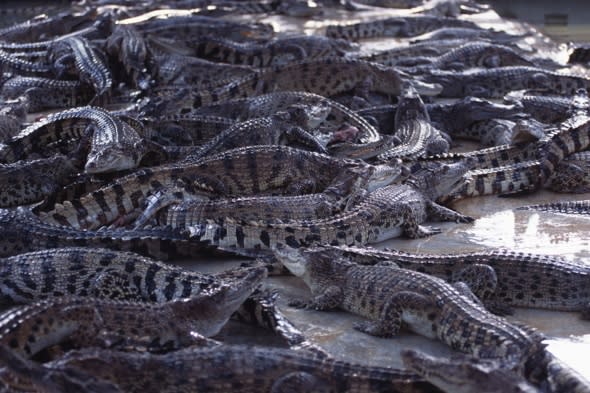 Woman dies after jumping into crocodile pit at Thailand zoo