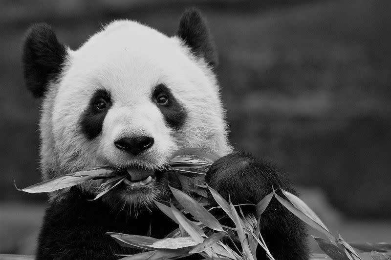 Adult female panda Er Shun is seen in an undated photograph provided by the Calgary Zoo