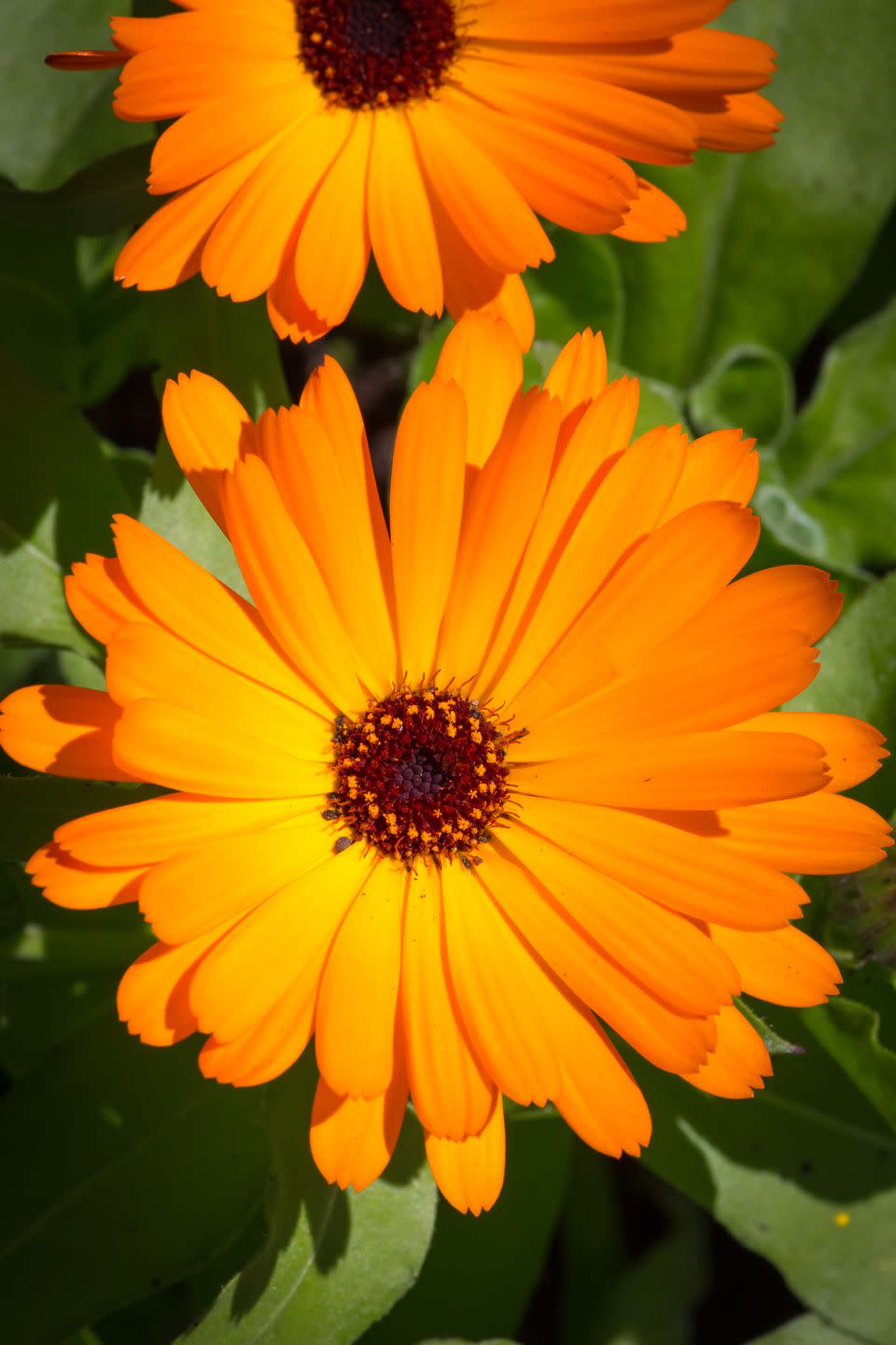 <p>The scent of common marigold deters flies, gnats, mosquitoes and midges. So there’s no need to buy mosquito spray when you have this natural, bright and beautiful insect repellent.</p><p><a rel="nofollow noopener" href="https://www.suttons.co.uk/Gardening/Flower+Seeds/All+Flower+Seeds/Calendula+Seeds+-+Daisy+Mix_107135.htm#107135" target="_blank" data-ylk="slk:BUY NOW;elm:context_link;itc:0;sec:content-canvas" class="link ">BUY NOW</a></p>