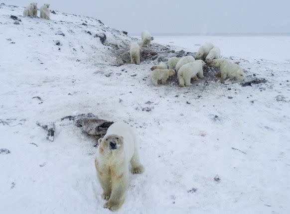 Some of the polar bears gathered near&amp;nbsp;Ryrkaypiy. (Photo: Maxim Dyominov/WWF Russia)