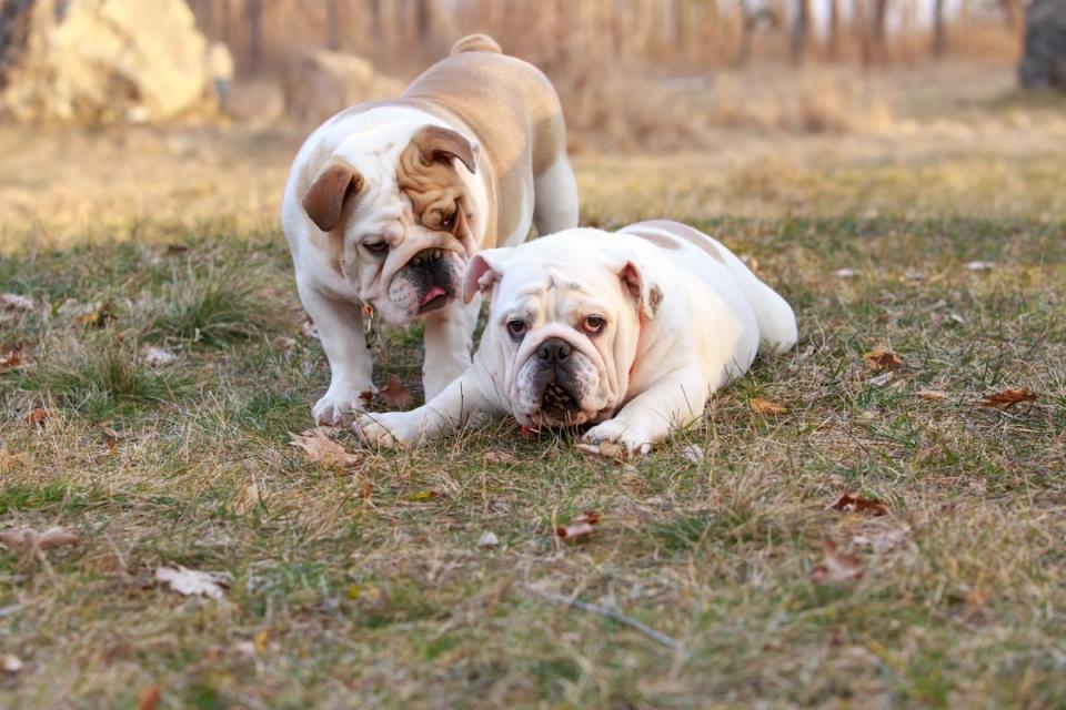 The adorable bulldog ranked top dog in eight states. <p>Olga Aniven/Shutterstock</p>